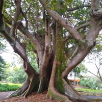 Albert Park tree Auckland